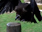 birdshow2