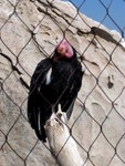 condor1