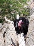 condor2