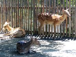 deer1