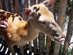 deer2