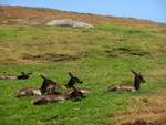 deer3