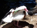 duck1