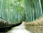 
�饻�D�ʳ��P�s �D�o�� �˪L