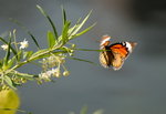 image_0008