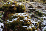 image0005