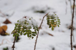 image0019