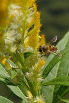 Busy Bee
