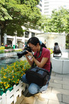Little Cat is Taking Flower Photos