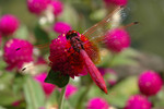 Red Dragonfly on a Red Flower