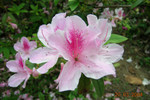 Pink Flower