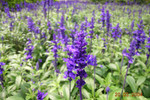 Purple Flower