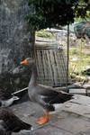 
Goose Model