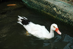 
Duck Model