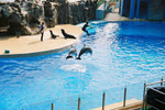 Dolphin Show I