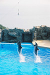 Dolphin Show II