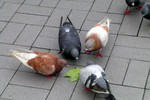 Pigeon at Star Ferry