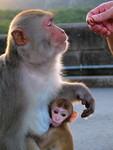 animal001