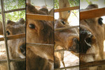 animal005