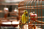 animal010