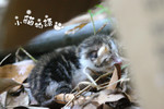 cat01