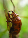 insect001