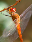 insect002