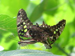 insect003