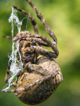 insect004