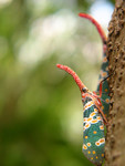 insect006