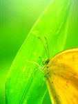 insect008