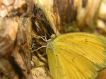 insect009