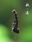 insect010