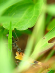 insect012