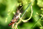 insect013
