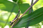 insect014