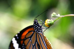insect016
