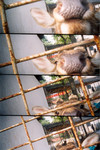 lomo001