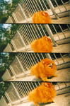 lomo011