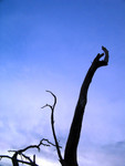other003