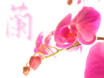 plant002