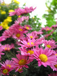 plant003