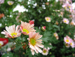 plant004