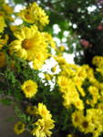 plant005