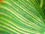 plant007