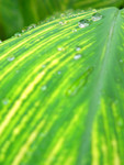 plant008