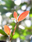 plant009