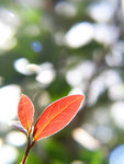 plant010