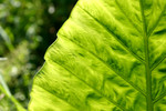 plant011