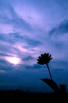 plant012